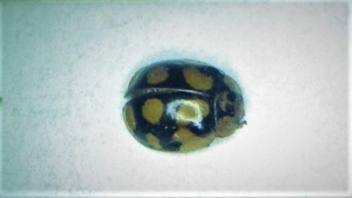 Adalia decempunctata